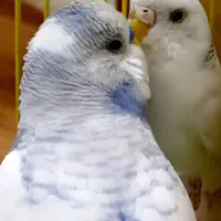 پرنده مرغ عشق نر و ماده