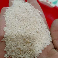 کوت نواصر