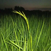 سبوس برنج یا آکوته