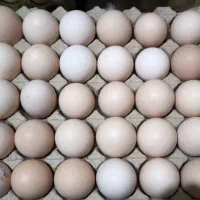 فروش عمده تخم مرغ رسمی