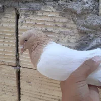 کبوتر زرد پشت سفید ماده