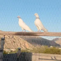 جفت تضمینی