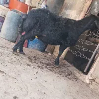 قوچ قزل افشار