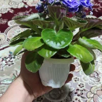 گل بنفشه|گل و گیاه طبیعی|رشت, کوی مهر|دیوار