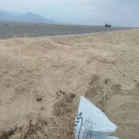 خوراک دام ،(کاه گندم نرم و کاهدکوب شده)