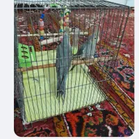 عروس هلندی دوماهه