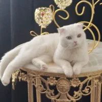 گربه نر سفید چشم دو رنگ با وسایل