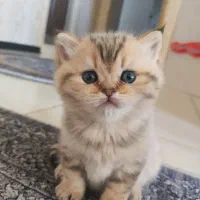 گربه نژاددار