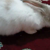 خرگوش