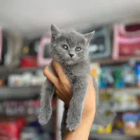 توله گربه