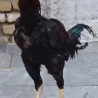 جوجه لاری