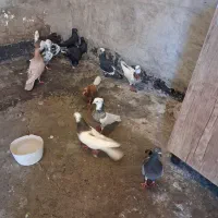 پرنده