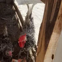سیبرایت سیلور