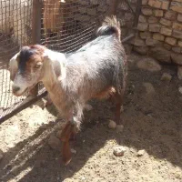 چبش|حیوانات مزرعه|بیرجند, |دیوار