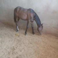 کره اسب