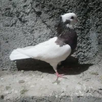 کبوتر طوقی