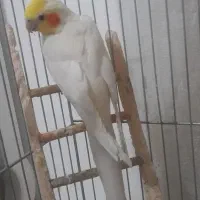 عروس هلندی