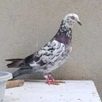 کبوتر پرشی