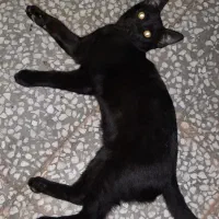 بچه گربه لوس