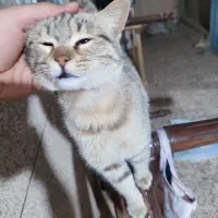 واگذاری گربه