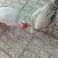 جوجه محلی