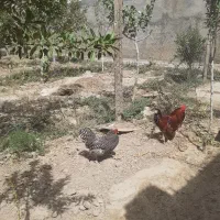 مرغ آموک جوان و خروس
