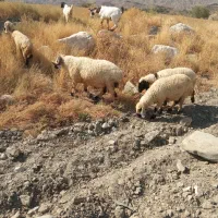 قوچ برای قربانی