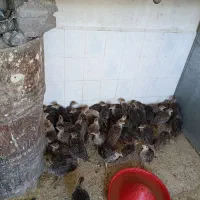 جوجه بوقلمون
