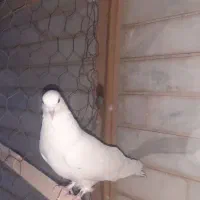 کفتر