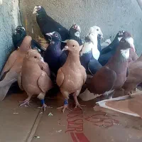کبوتر کفتر