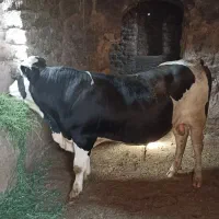 گوساله نر چاغ سمینتال