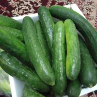 خیار|خوردنی و آشامیدنی|ارومیه, |دیوار