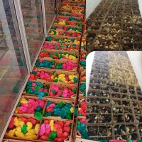 فروش جوجه رنگی و رسمی ارسال ازقم