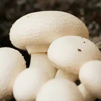 قارچ خوراکی