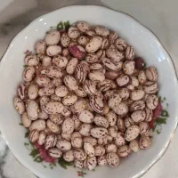 لوبیا