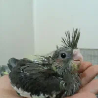 جوجه / عروس هلندی سرلاکی
