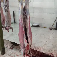 کهره و بره موجود