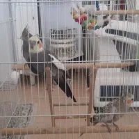 عروس هلندی