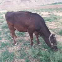 دو عدد نوکل