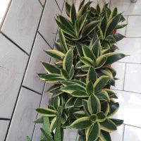 گل سانسوریا بلک گلد