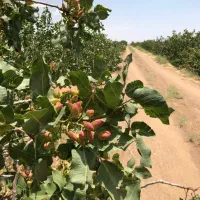 فروش-باغ-پسته