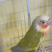 گرینچیک