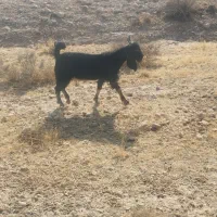 فروش یک عدد کهره نر خریدار تماس بگیرد