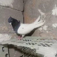 کله سیاه