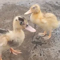 جوجه اردک گمشده