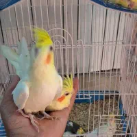 جوجه عروس هلندی سرلاکی
