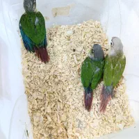 جوجه گرینچیک سرلاکی