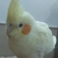 گمشده