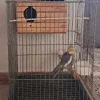 عروس هلندی و قفس