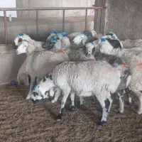 میش و شیشک